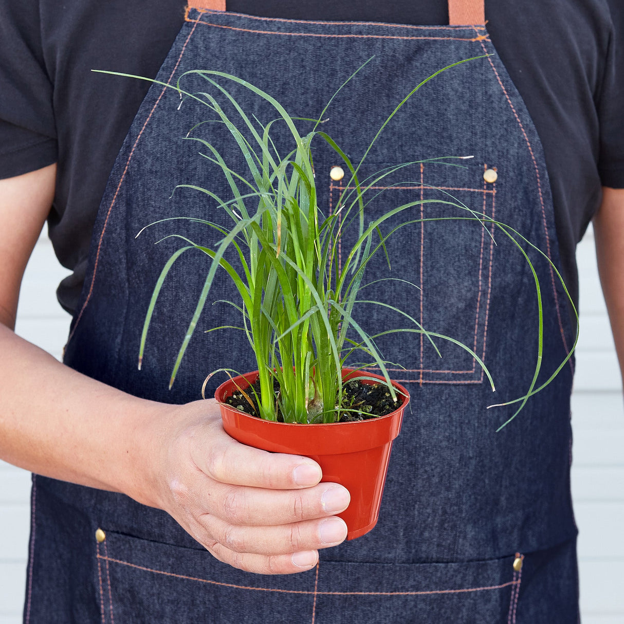 Ponytail Palm Plant