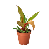 Prince of Orange Philodendron Houseplant