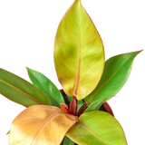 Prince of Orange Philodendron Houseplant