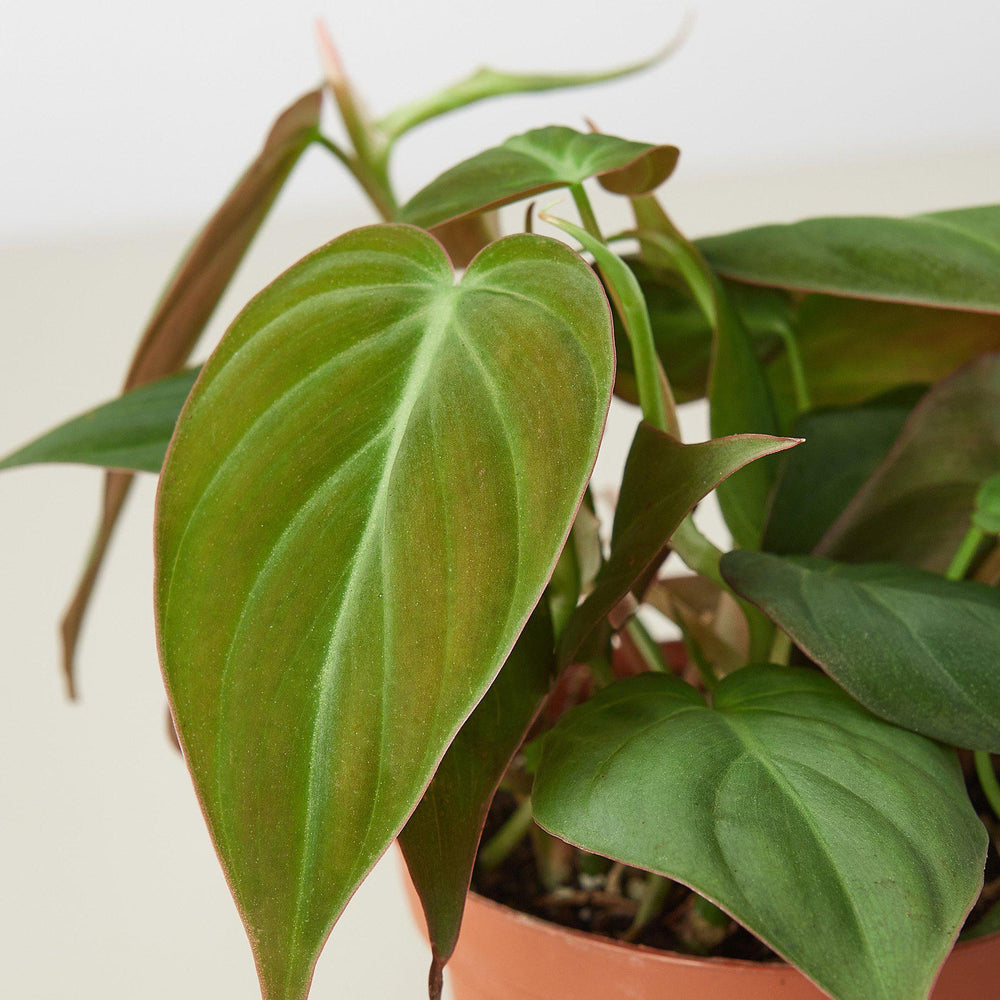 velvet leaf philodendron for sale Philodendron 'Velvet' 6" Pot / Terracotta Eco Pot