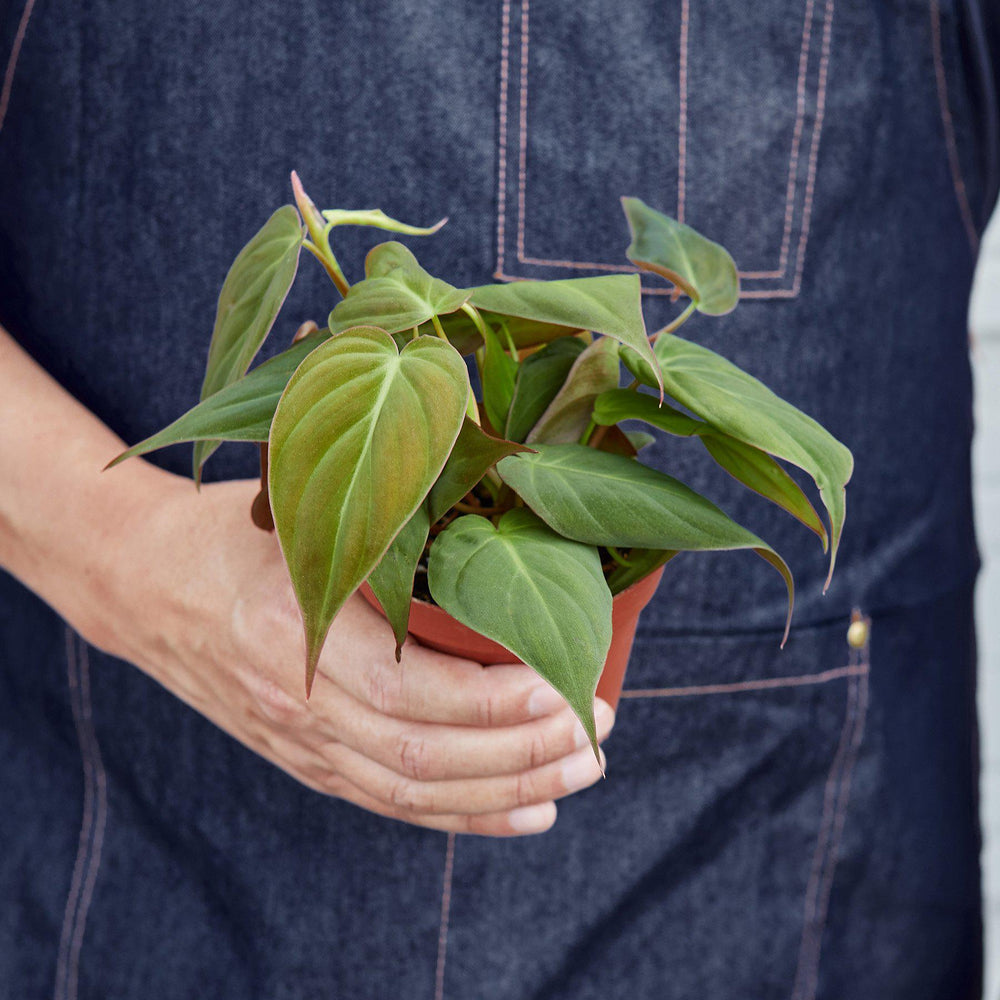 philodendron velvet leaf Philodendron 'Velvet' 6" Pot / Terracotta Eco Pot