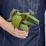Velvet Philodendron Plant