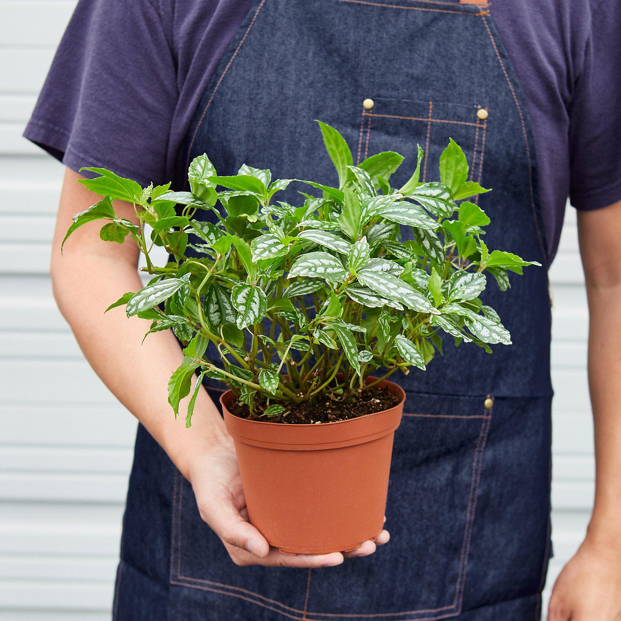 Aluminum Pilea Plant