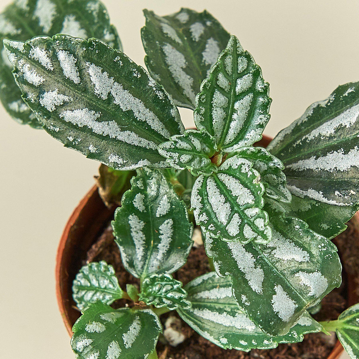 Aluminum Pilea Plant