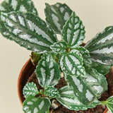 Aluminum Pilea Plant