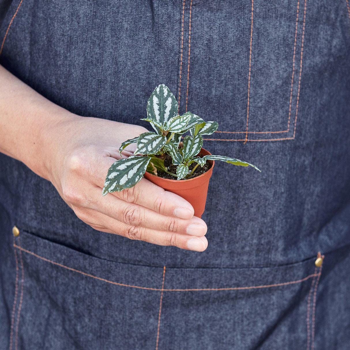 Aluminum Pilea Plant