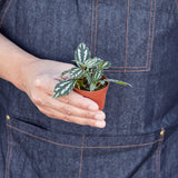 Aluminum Pilea Plant
