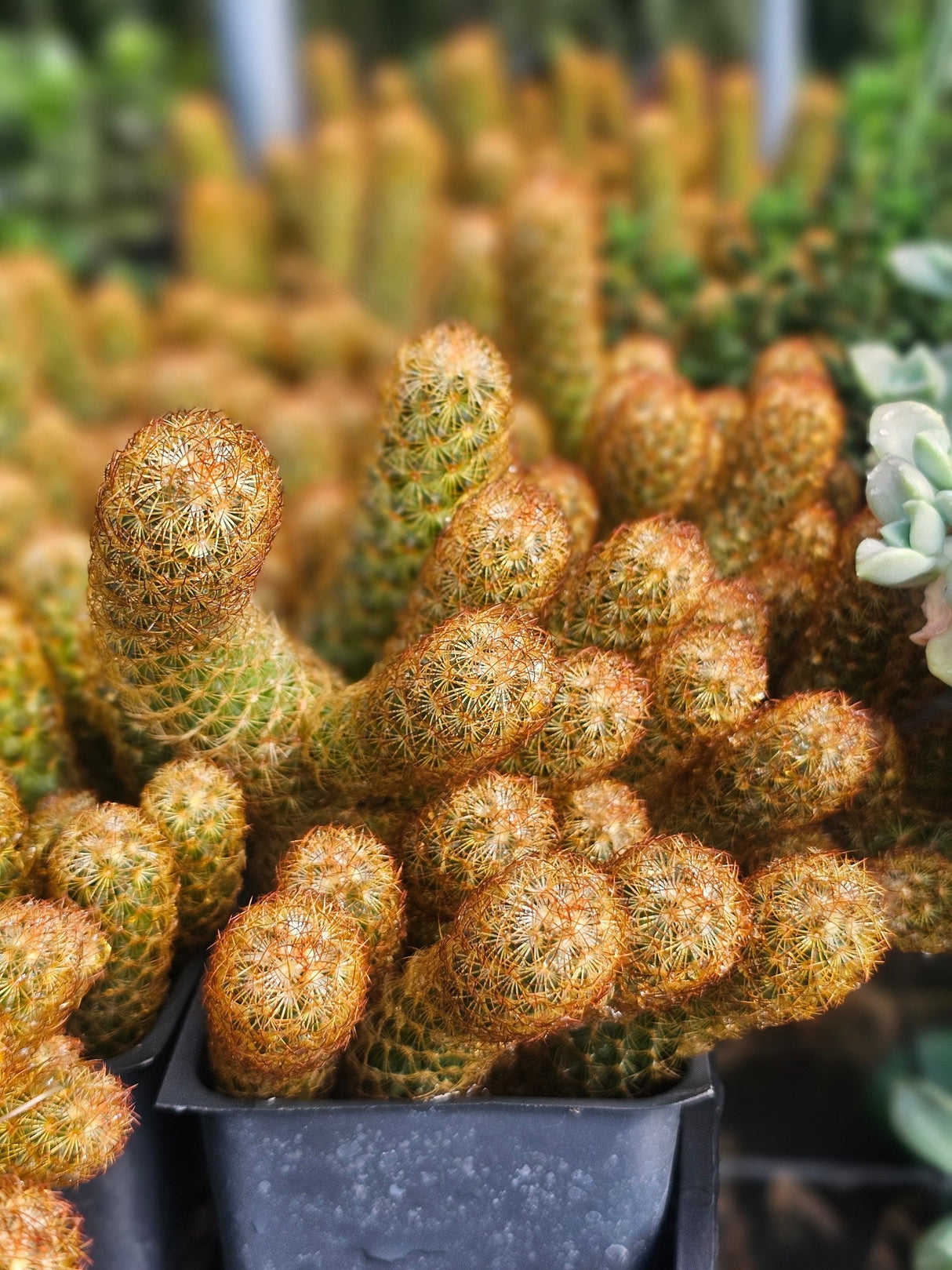 Gold Lace Cactus Plant
