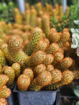 Gold Lace Cactus Plant