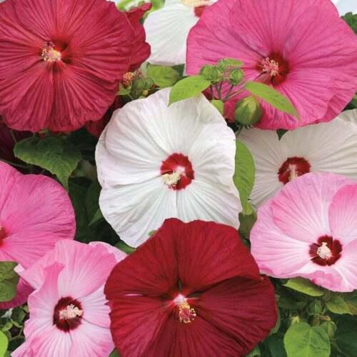 Giant Hibiscus Flower Seeds