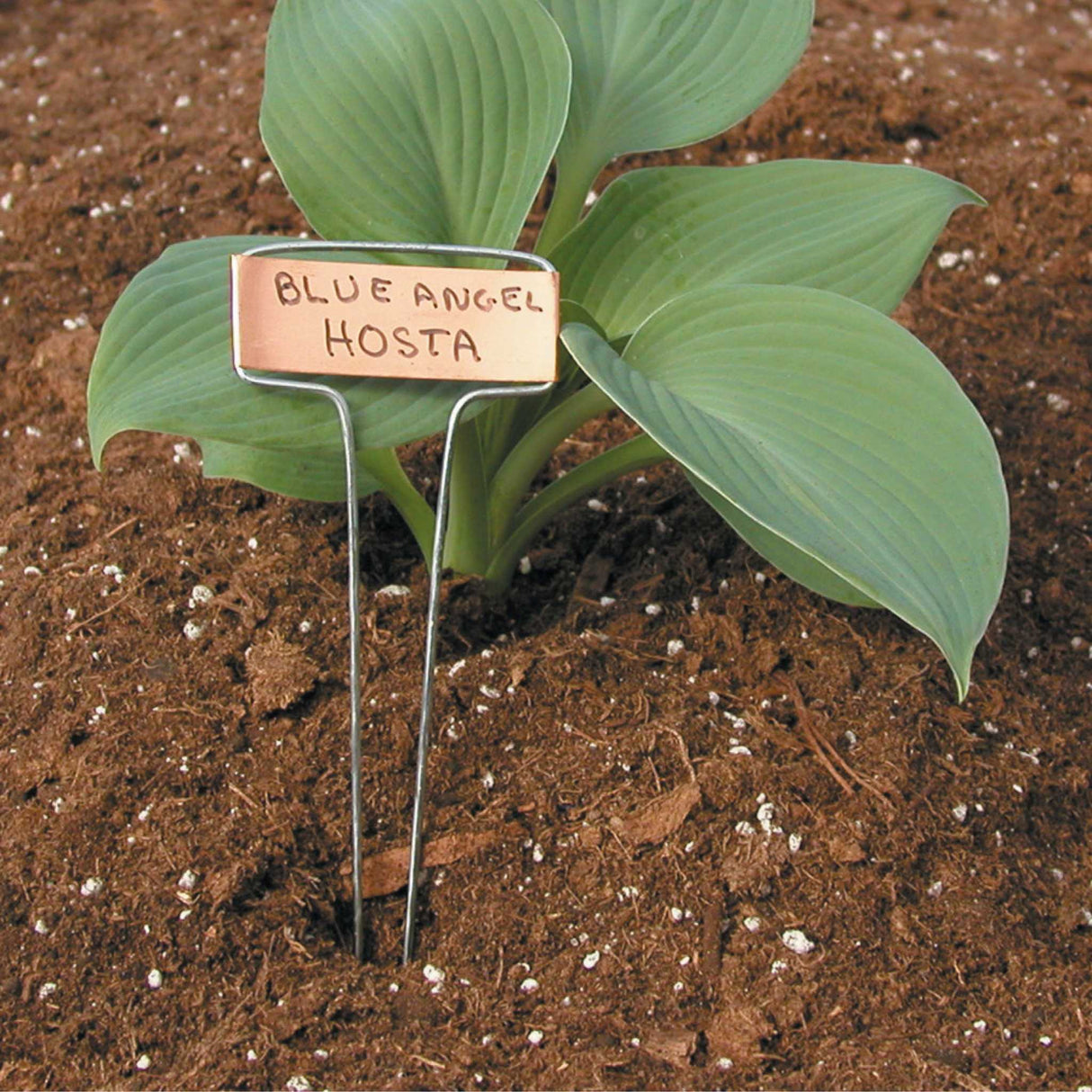 Luster Leaf Classic Impressions 10" Garden Plant Labels – Copper or Zinc, 10 Pack