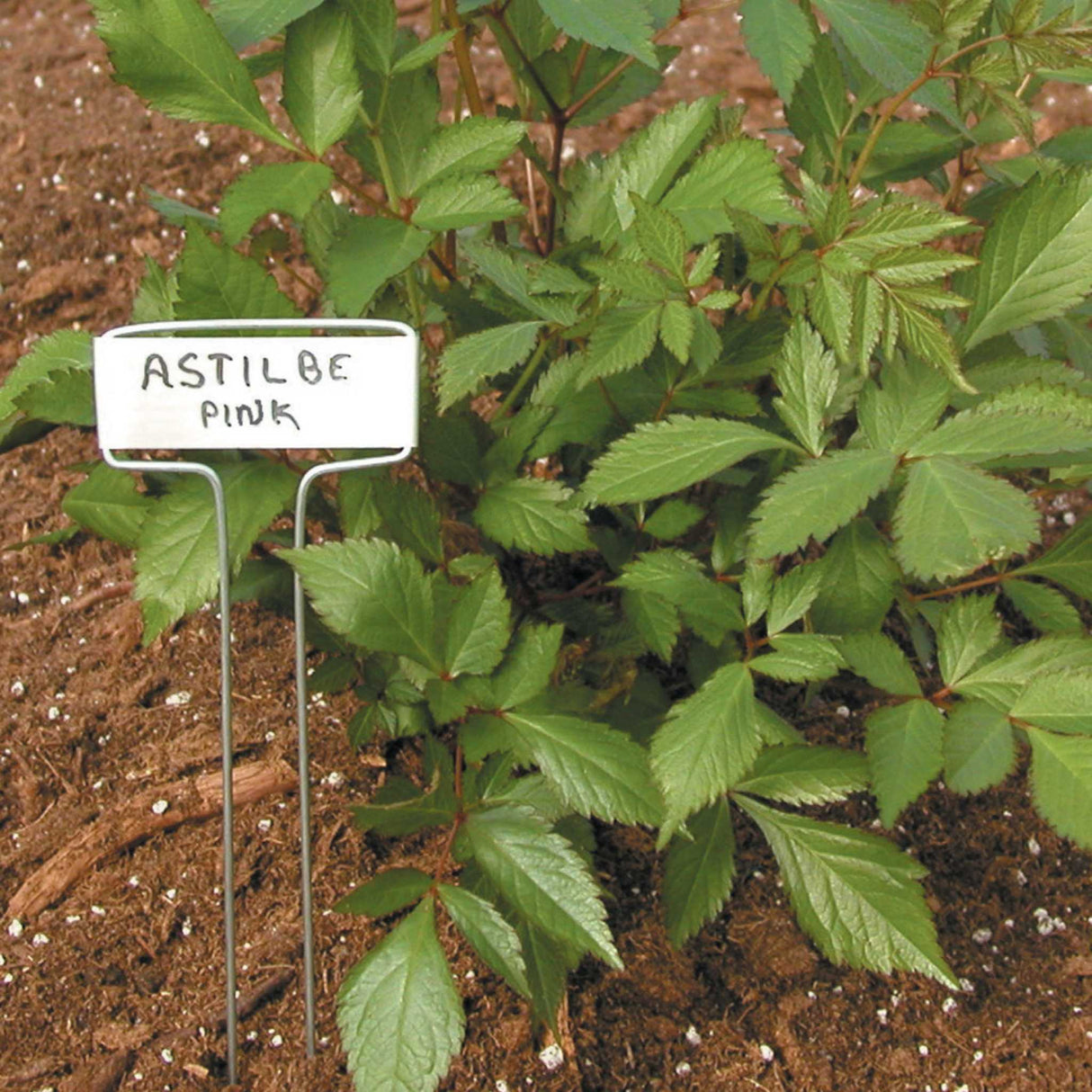 Luster Leaf Classic Impressions 10" Garden Plant Labels – Copper or Zinc, 10 Pack