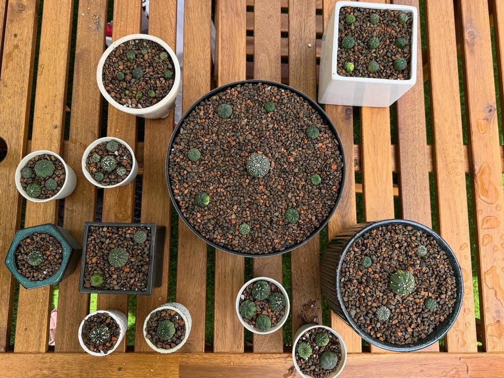 succulent mix Cactus & Succulent Soil - Coarse Mix