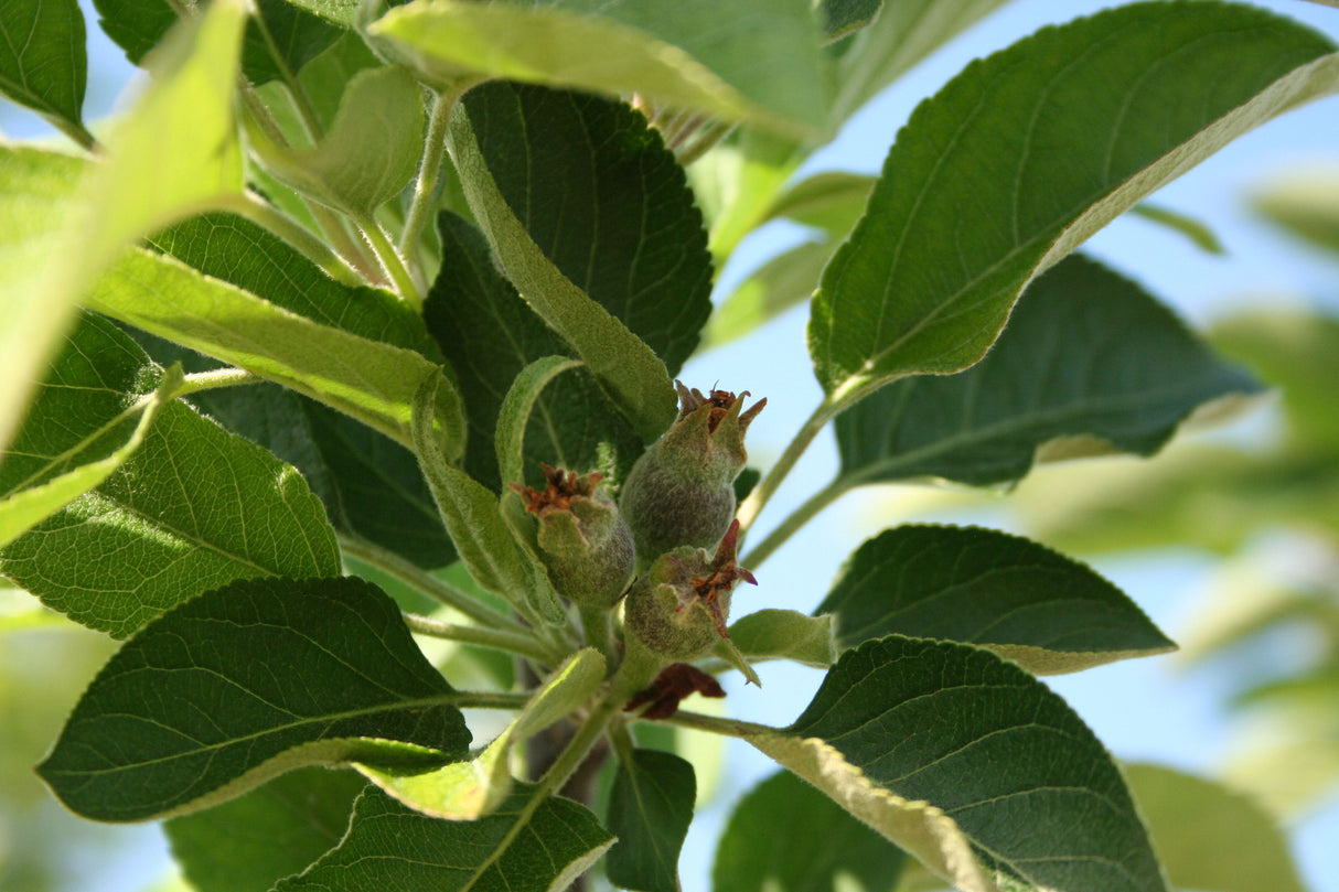 Fuji Apple Tree