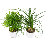 2 Palm Variety Pack / 4" Pots / Live Plant / House Plant