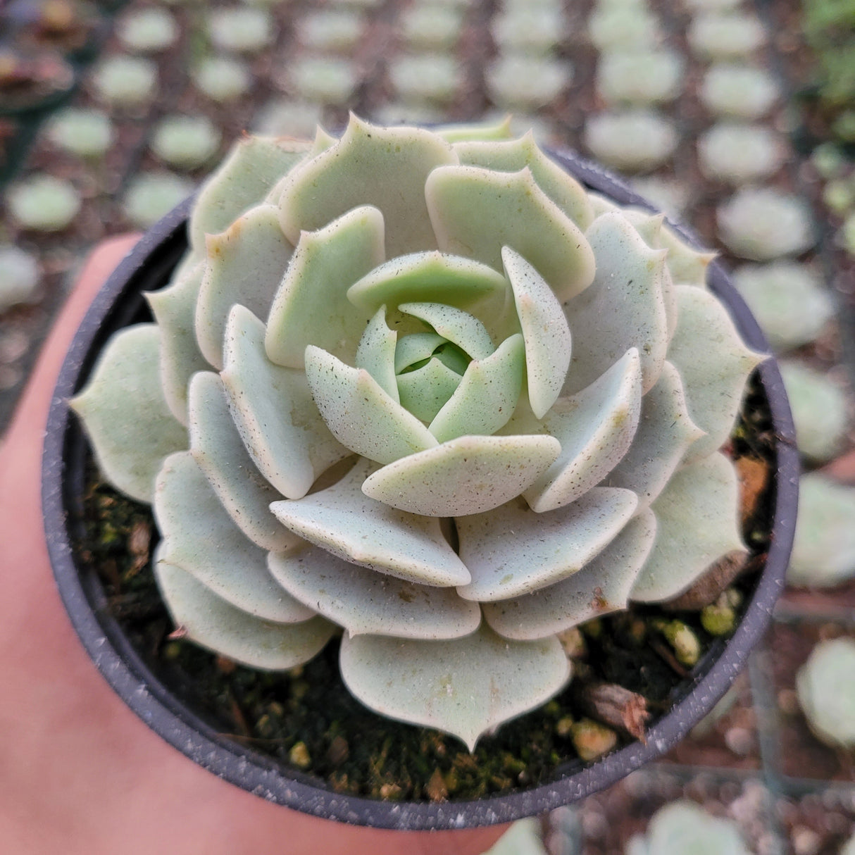 Echeveria 'Lola' Succulent Plant – Rosette-Forming Live Succulent