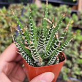Haworthia fasciata 'Zebra Plant' – Live Striped Succulent