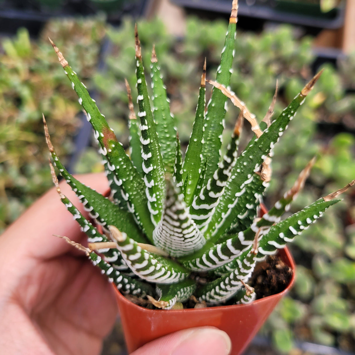 Haworthia fasciata 'Zebra Plant' – Live Striped Succulent