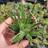 Haworthia fasciata 'Zebra Plant' – Live Striped Succulent