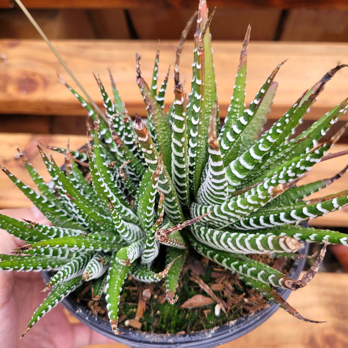 Haworthia fasciata 'Zebra Plant' – Live Striped Succulent