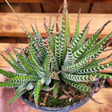 Haworthia fasciata 'Zebra Plant' – Live Striped Succulent
