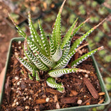 Haworthia fasciata 'Zebra Plant' – Live Striped Succulent