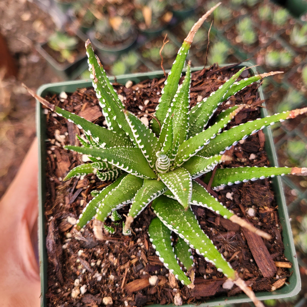 Haworthia fasciata 'Zebra Plant' – Live Striped Succulent