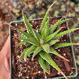 Haworthia fasciata 'Zebra Plant' – Live Striped Succulent
