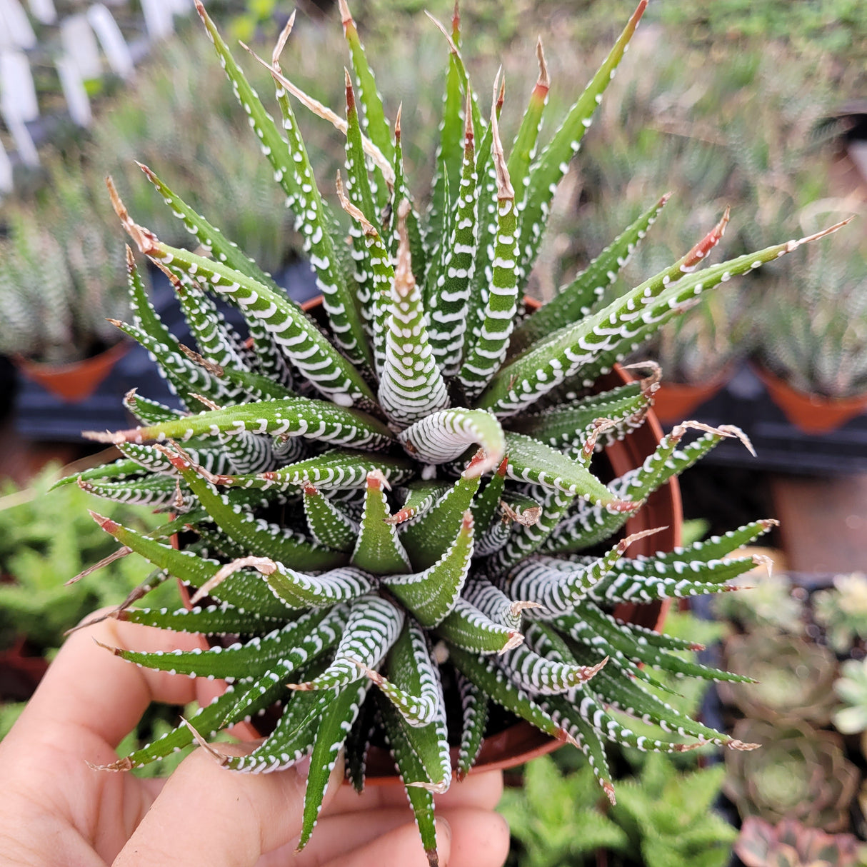 Haworthia fasciata 'Zebra Plant' – Live Striped Succulent