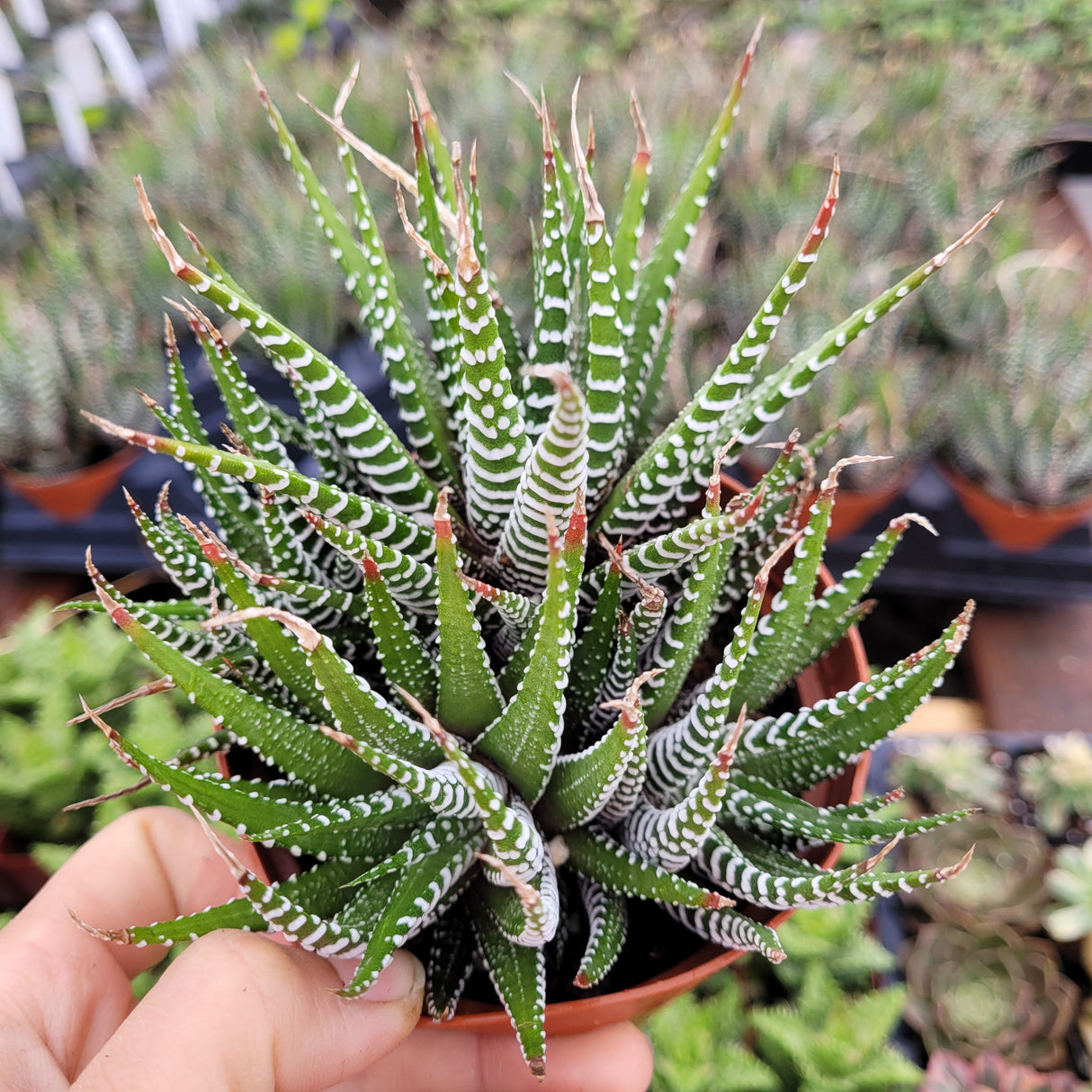 Haworthia fasciata 'Zebra Plant' – Live Striped Succulent