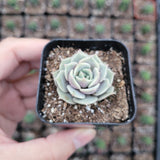 Echeveria 'Lola' Succulent Plant – Rosette-Forming Live Succulent