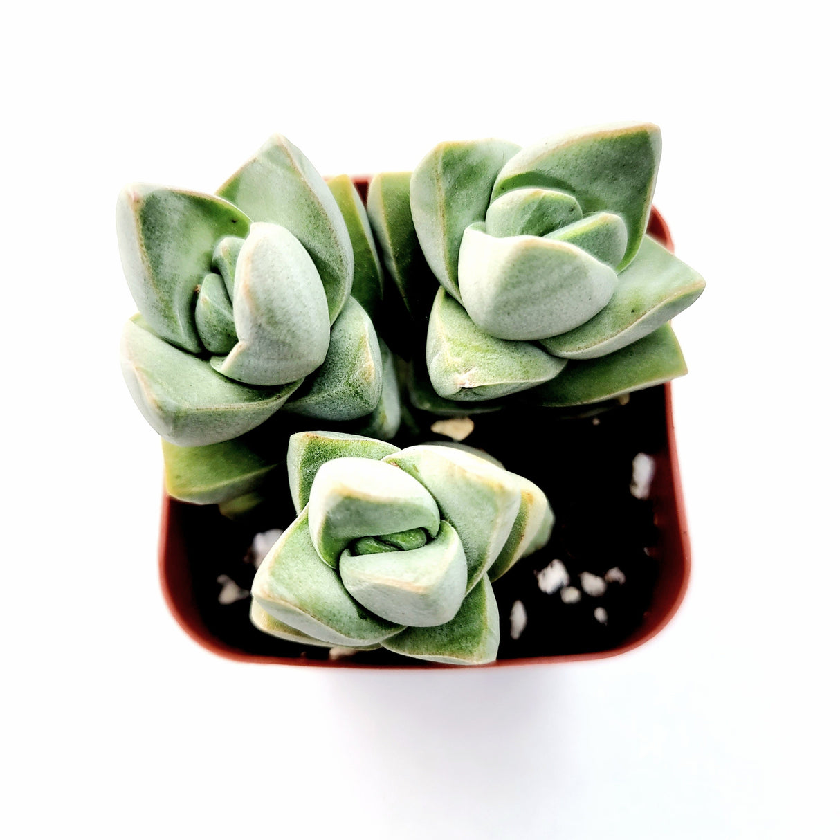 Crassula 'Moonglow' – Live Succulent Plant