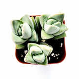 Crassula 'Moonglow' – Live Succulent Plant