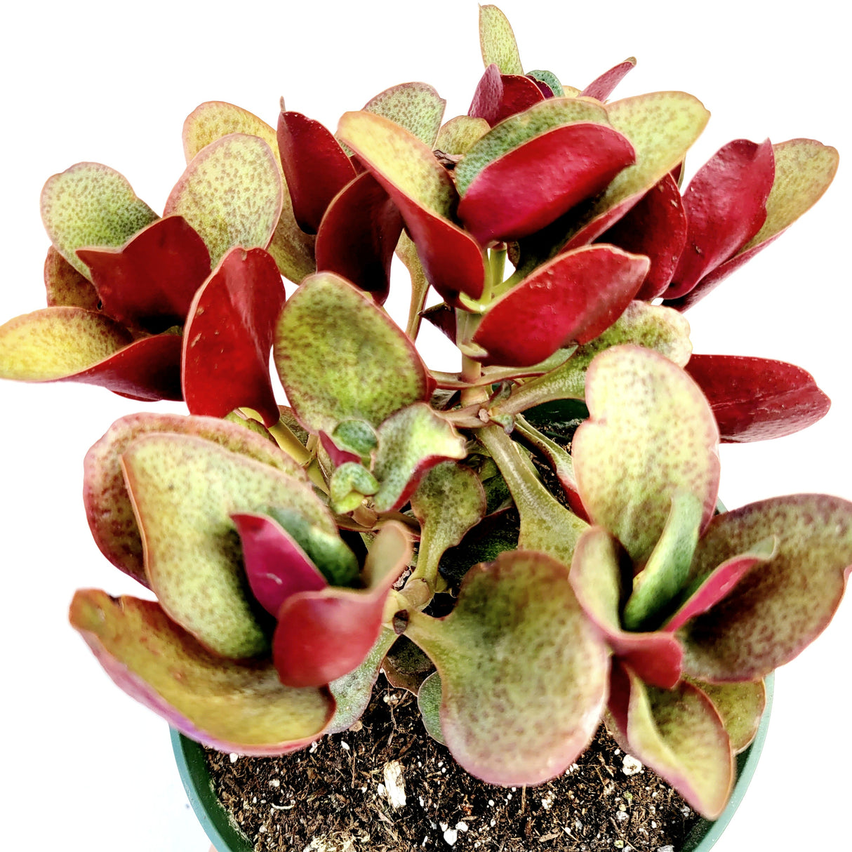 Crassula streyi 'Pondo Cliff' – Live Succulent Plant