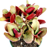 Crassula streyi 'Pondo Cliff' – Live Succulent Plant