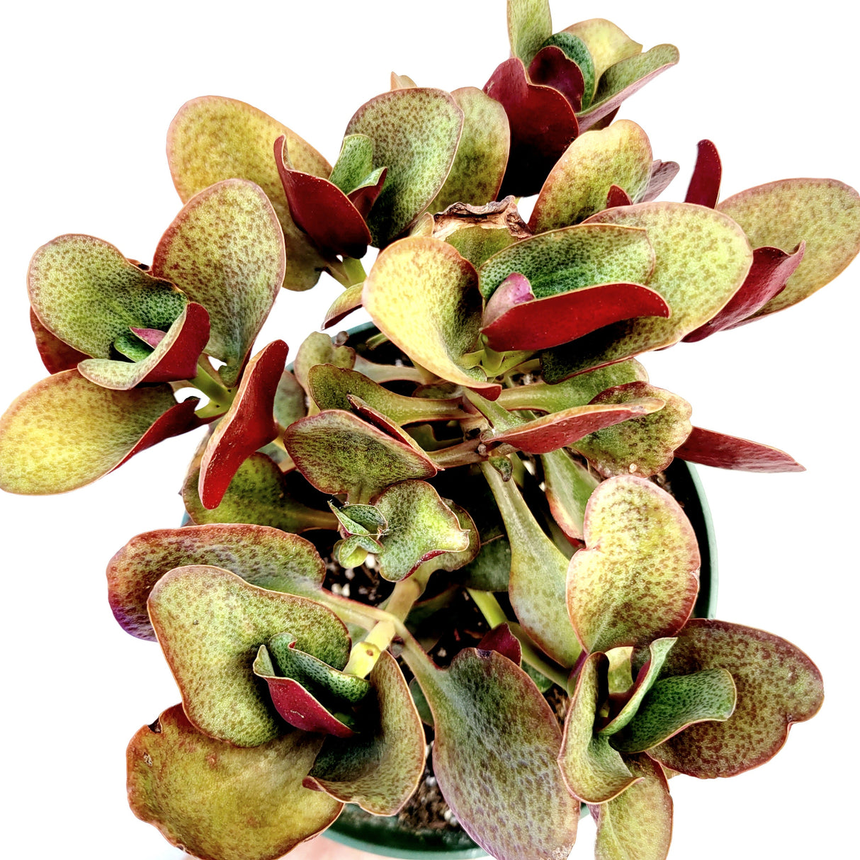 Crassula streyi 'Pondo Cliff' – Live Succulent Plant