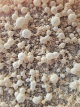 BrewKashi Liquid Bokashi, Lactic Acid Microbial Activator & DIY Bokashi Starter