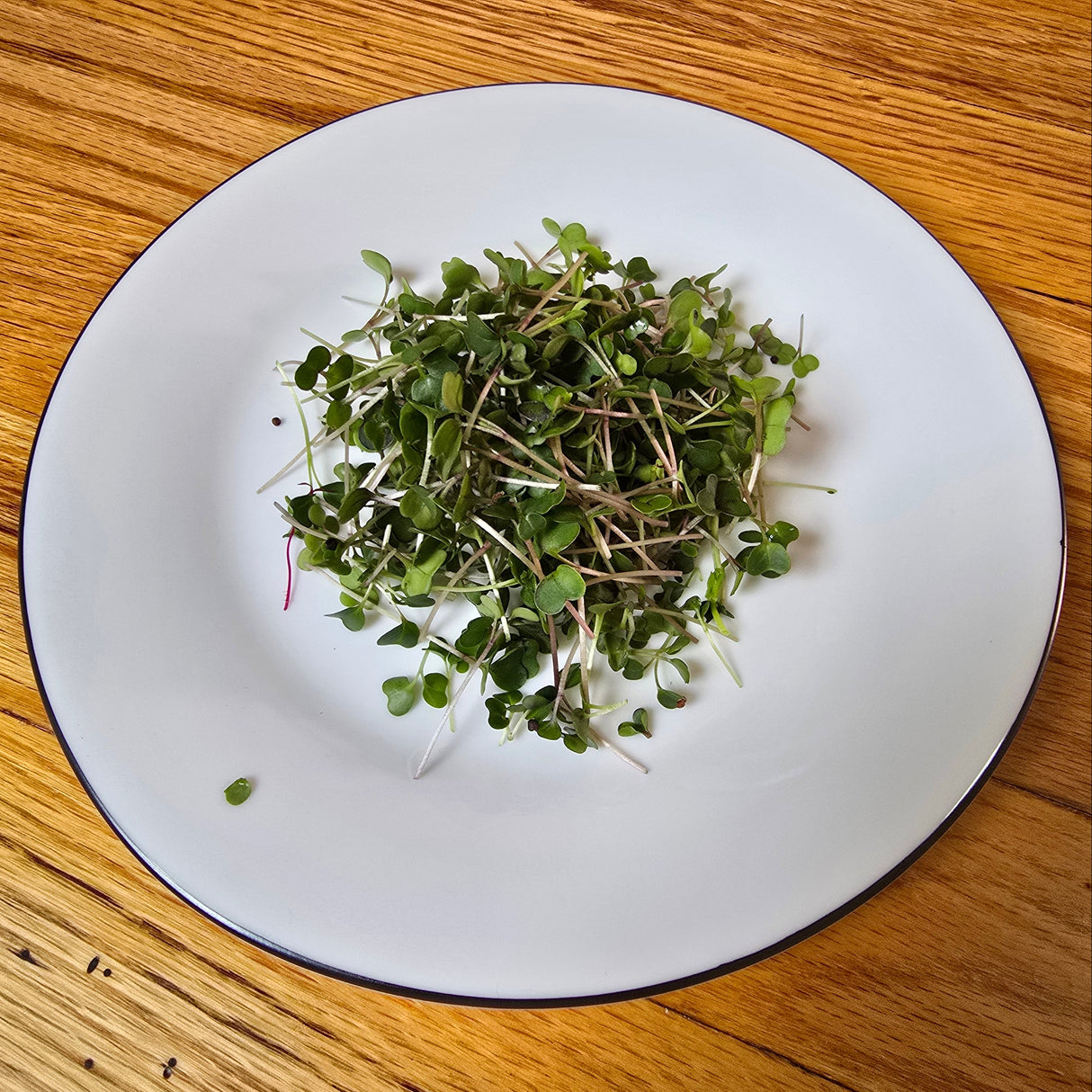 Kalefetti Mix Kale Microgreens Seeds with Grow Mat