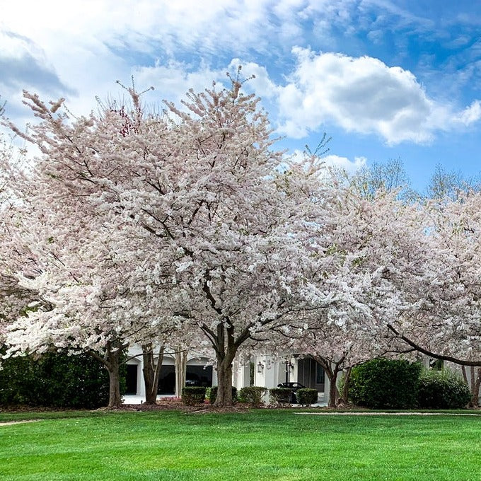 Yoshino Ornamental Cherry Tree