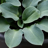 Blue Mouse Ear Hosta Plant – Miniature Blue-Green Perennial