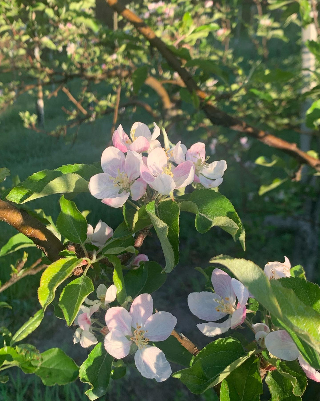 Gala Apple Tree