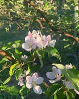 Gala Apple Tree