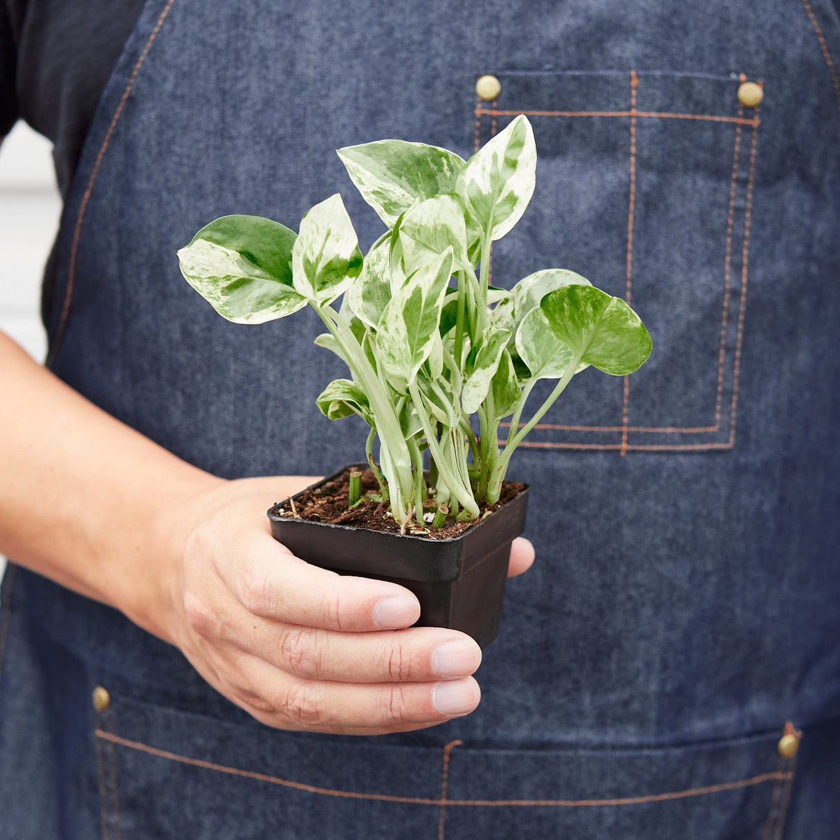 Pothos ‘N’joy’ Plant – Epipremnum aureum