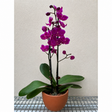 Purple Phalaenopsis Orchid