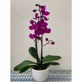 Purple Phalaenopsis Orchid