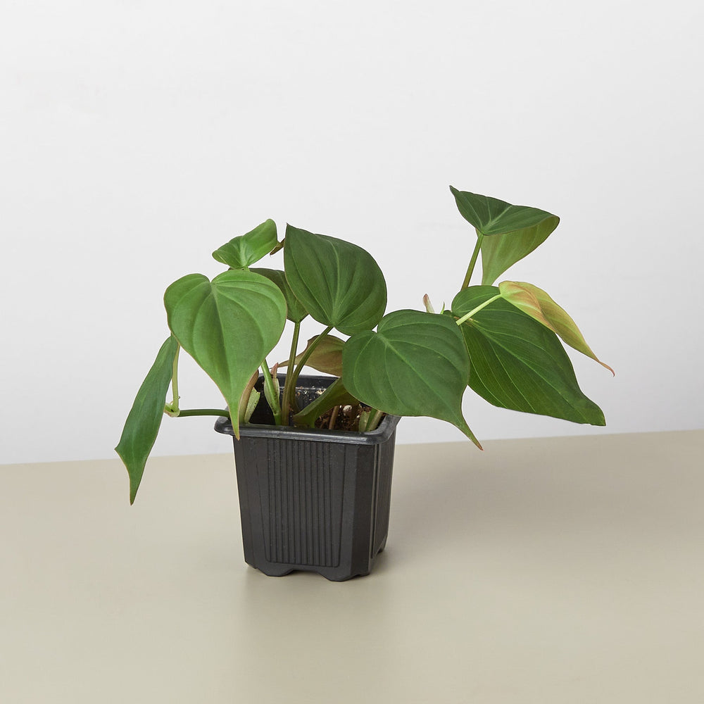 velvet leaf philodendron for sale Philodendron 'Velvet' 6" Pot / Terracotta Eco Pot