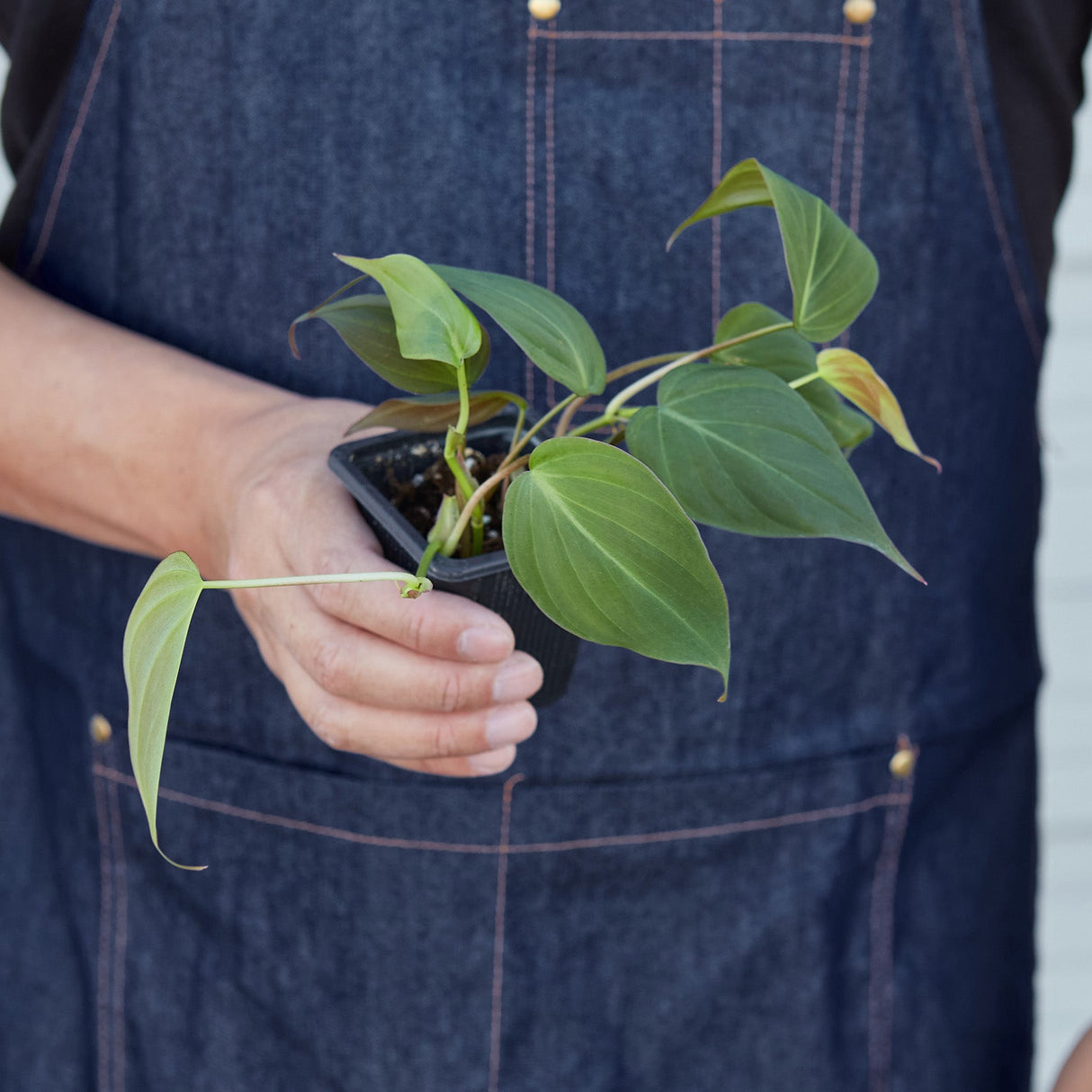 Velvet Philodendron Plant