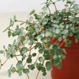 Silver Sparkle Nettle Plant