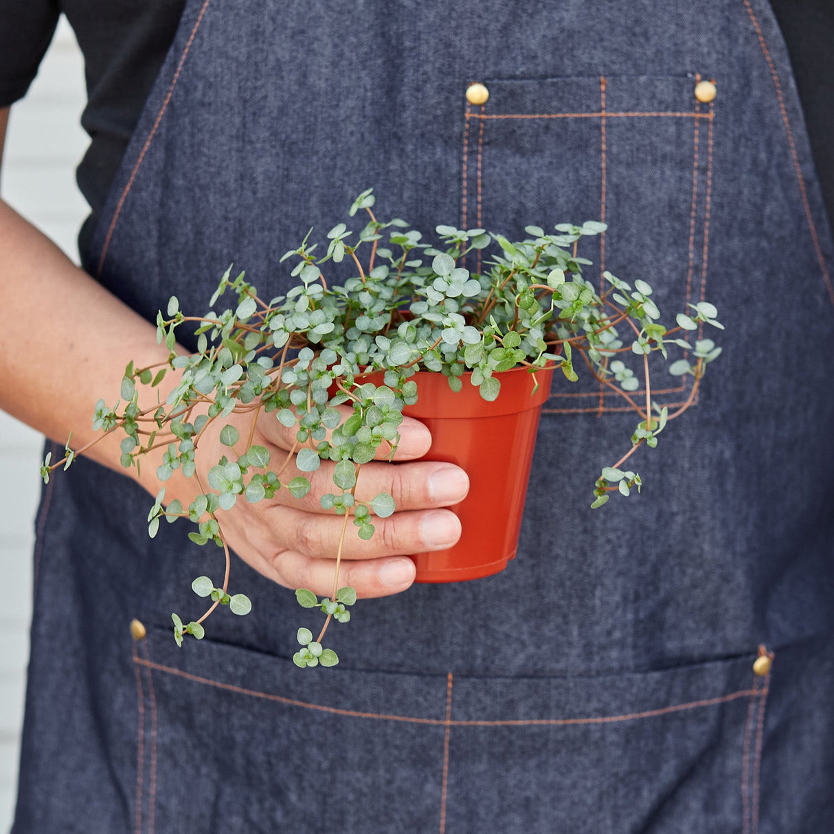 Silver Sparkle Nettle Plant