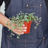 Silver Sparkle Nettle Plant